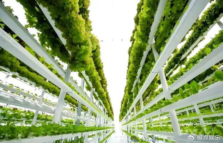 荷蘭非常小的一個(gè)國家，為何誕生了許多大名鼎鼎的公司？